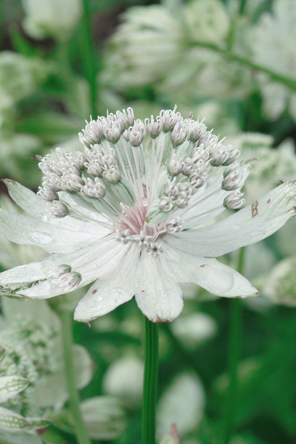Astrantia major Diamond Sparkling Stars 2ltr