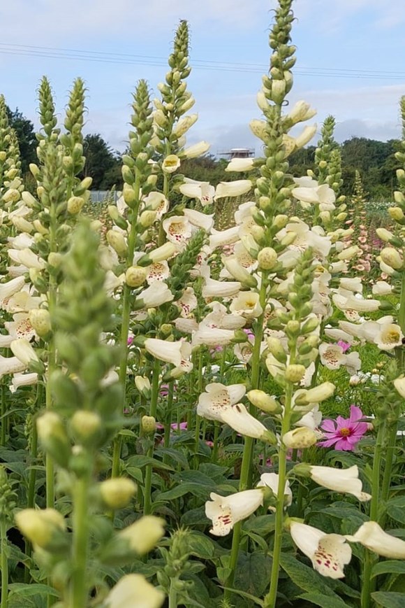Digitalis purpurea Alba 2ltr