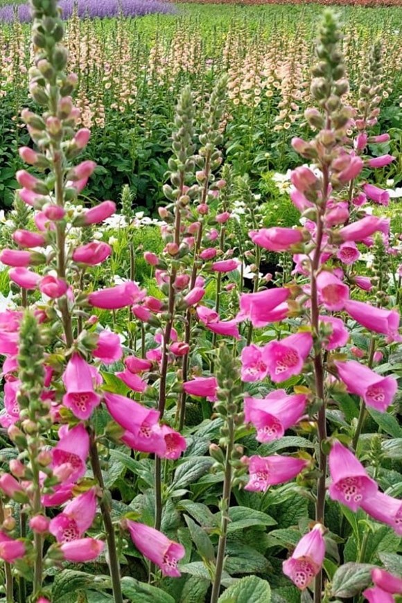 Digitalis purpurea Foxy Mix 2ltr