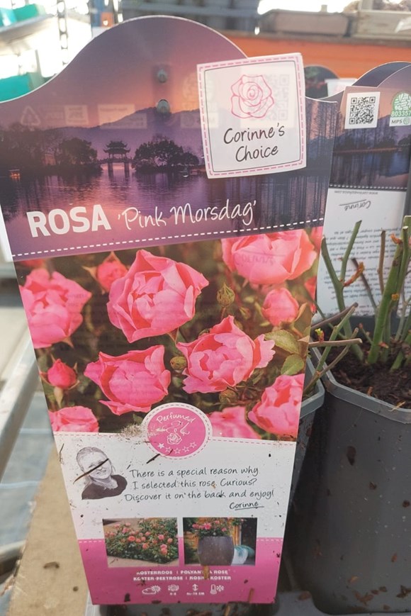 Rosa 'Pink Morsdag' (3 Litre Rosepot) — Valentine’s Rose Gift