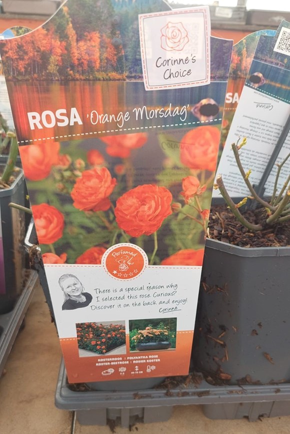 Rosa 'Orange Morsdag' (3 Litre Rosepot) — Valentine’s Rose Gift with a Sunny Twist