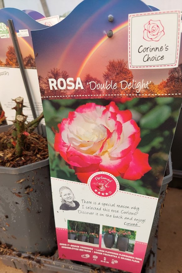 Rosa ‘Double Delight’ (Hybrid Tea) (3 Litre Rosepot) — Valentine’s Day Rose