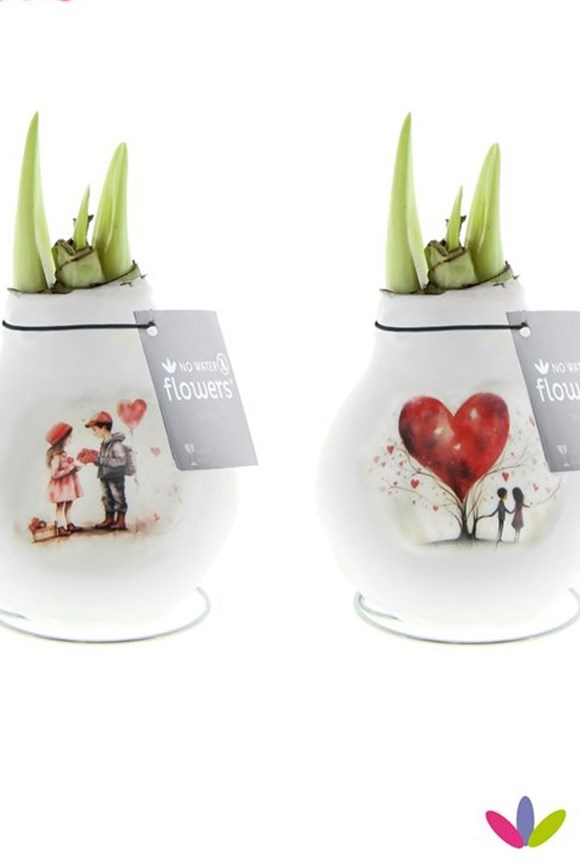 Hippeastrum Waxz 'Love'