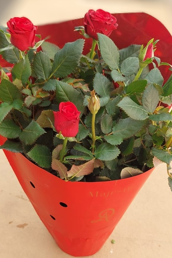 Rosa ‘Kordana’ Red (P12) — Valentine’s Day Patio Rose Gift