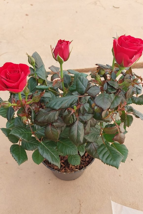 Rosa ‘PatioHit’ Red (P13) — Valentine’s Patio Rose Gift