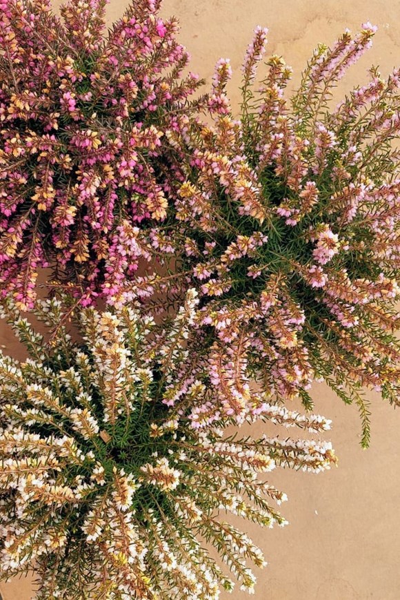 Erica darleyensis Pink (2 Litre) — Winter Heath / Heather