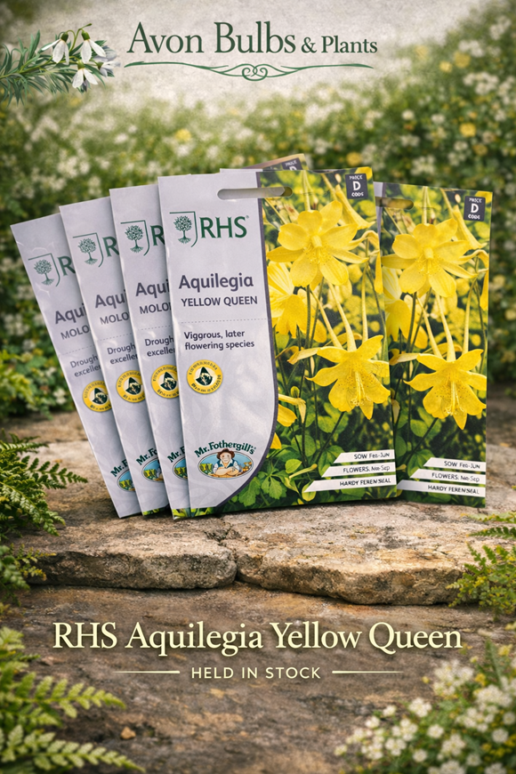 Aquilegia ‘Yellow Queen’ Seeds