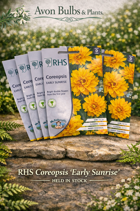 Coreopsis ‘Early Sunrise’ Seeds