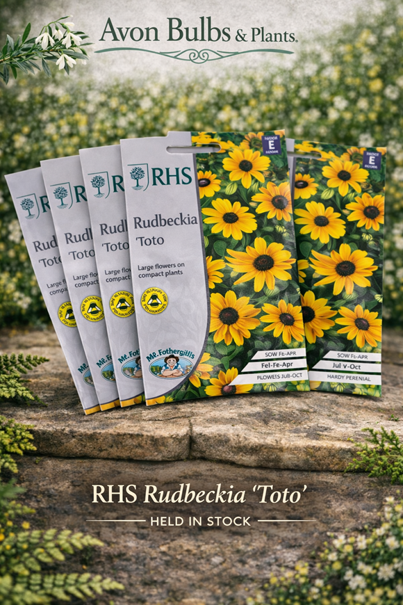 Rudbeckia ‘Toto’ Seeds