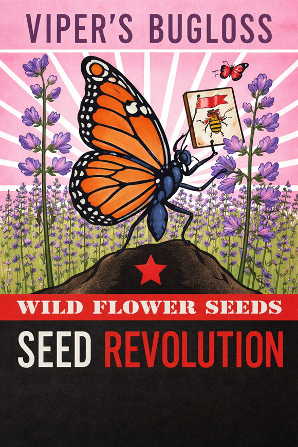 Viper’s Bugloss (Echium vulgare) – Wildflower Seed