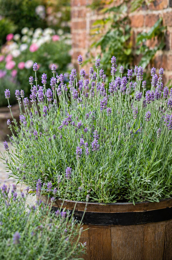 Lavender angustifolia Cleo-Patio 2ltr