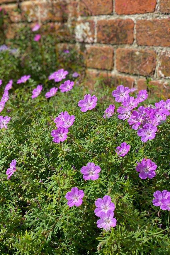 Geranium sanguineum 2ltr