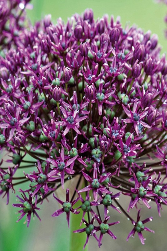Allium Miami