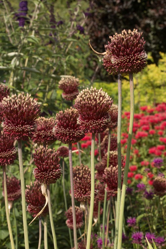 Allium Red Mohican