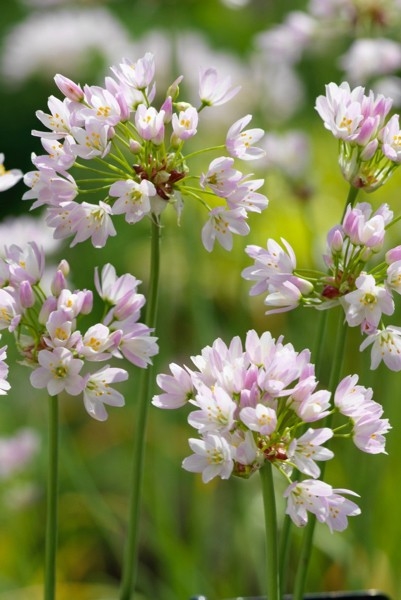 Allium Roseum