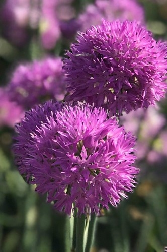 Allium Rosy Dream