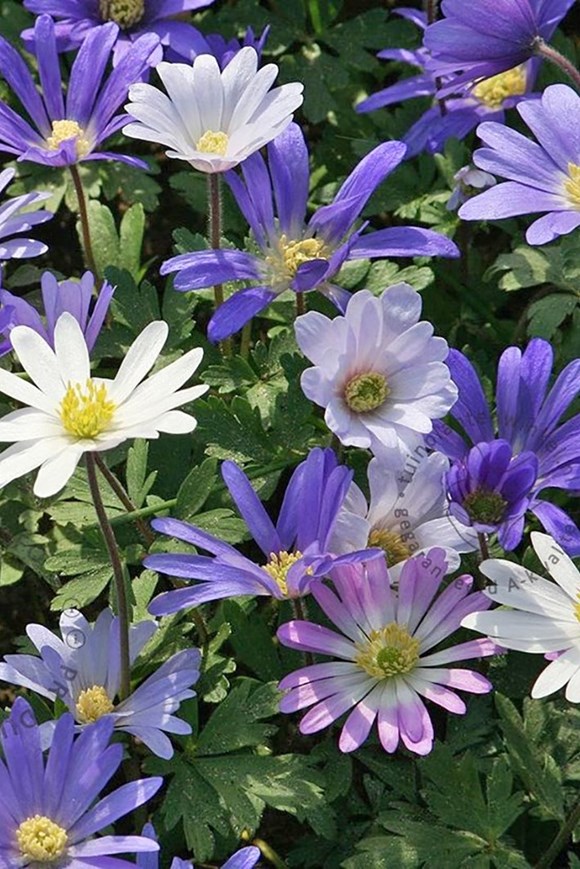 Anemone blanda Mix