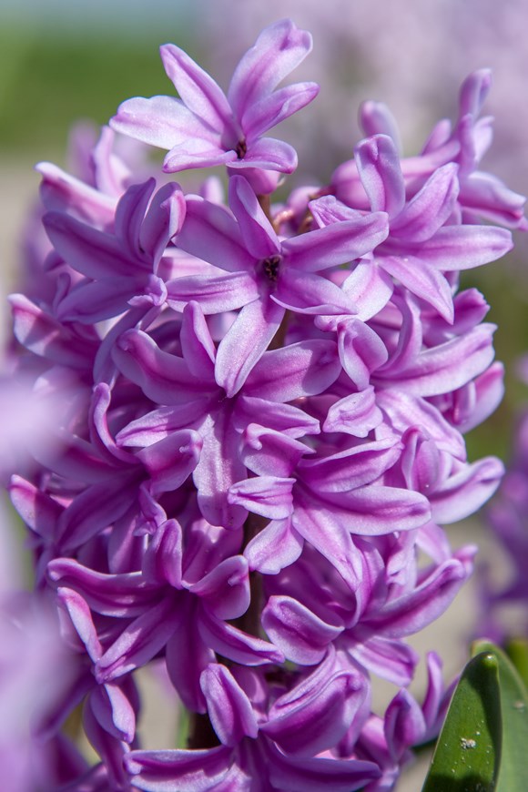 Hyacinthus Purple Voice