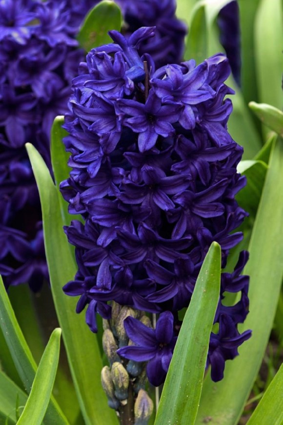Hyacinthus Blue Trophy
