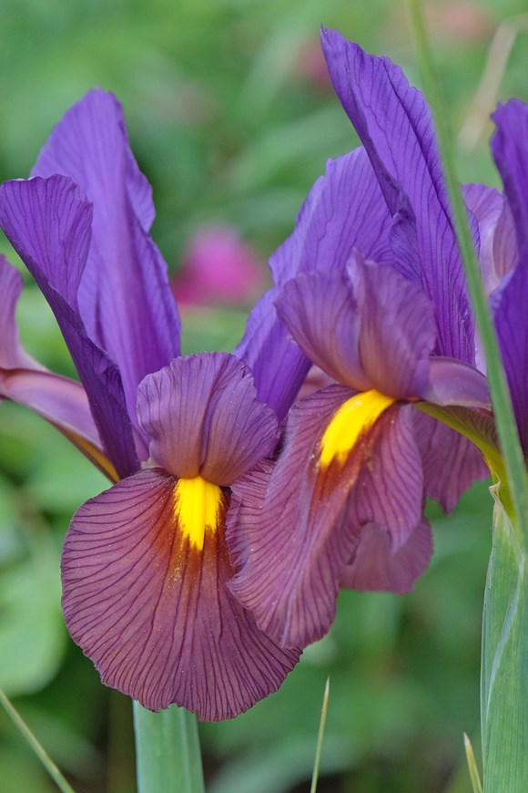 Iris x hollandica Eye of the Tiger 