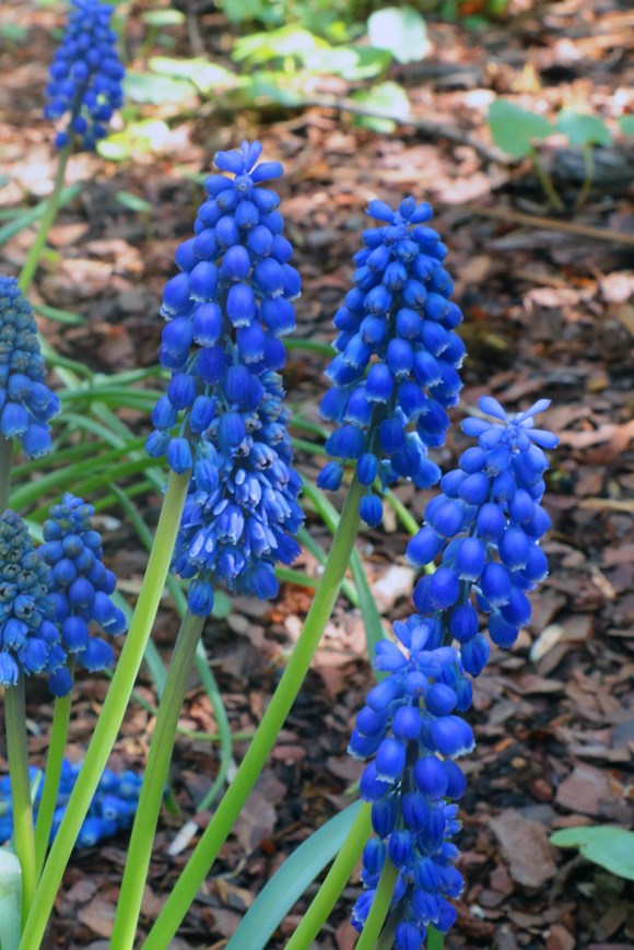 Muscari Big Smile 