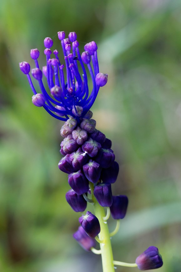 Muscari Comosum