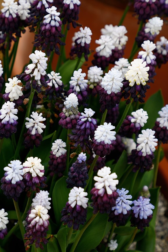 Muscari latifolium Grape Ice