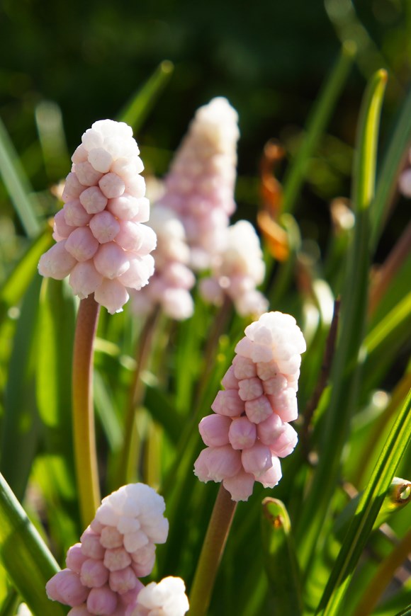 Muscari Pink Sunrise