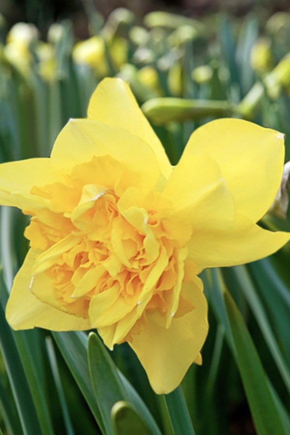 Narcissus Dick Wilden