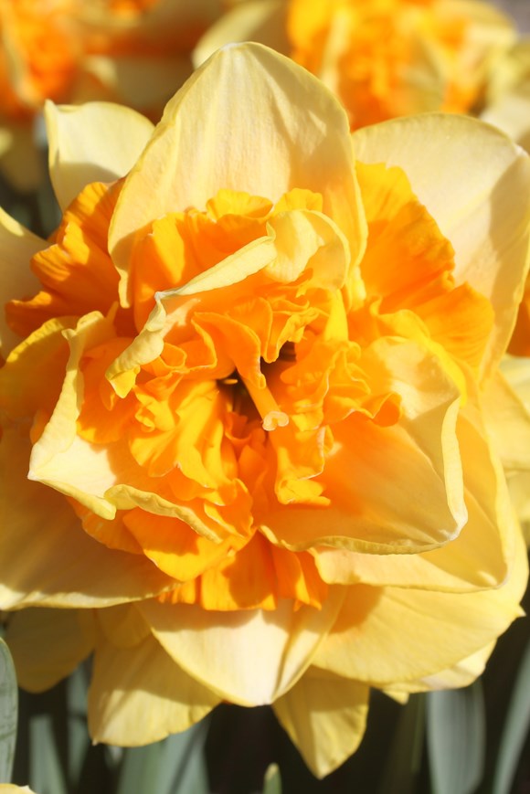 Narcissus Sun Catchers