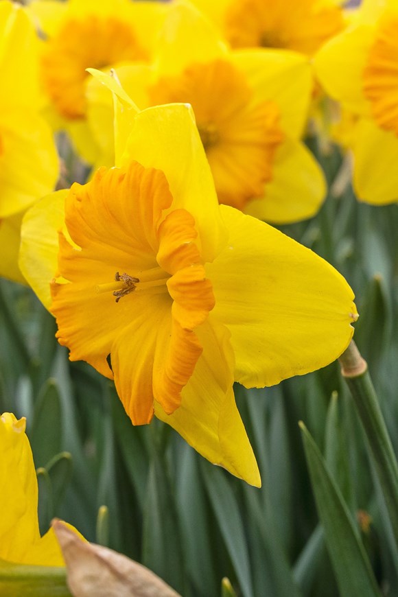 Narcissus Pride of Lions