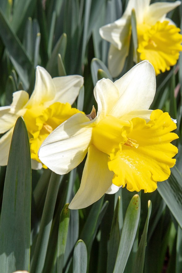 Narcissus Goblet
