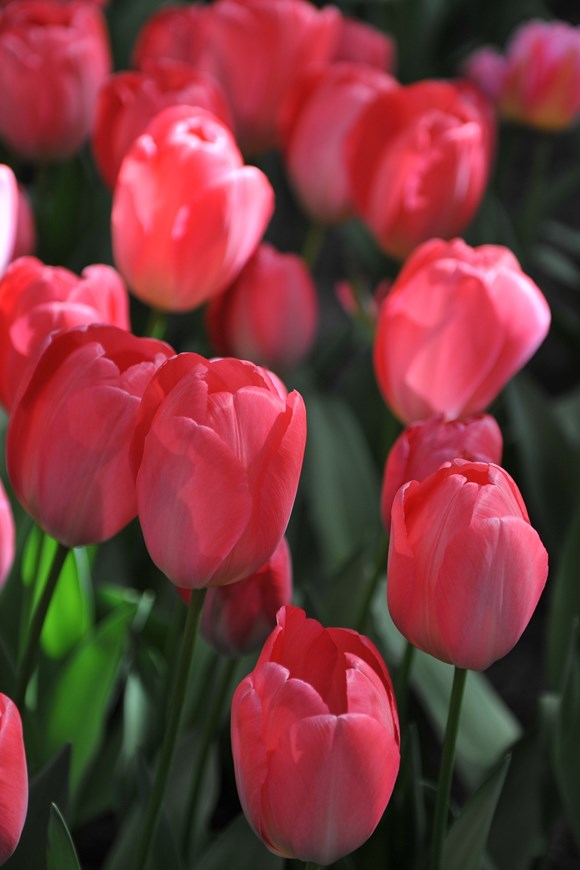 Tulipa Van Eijk
