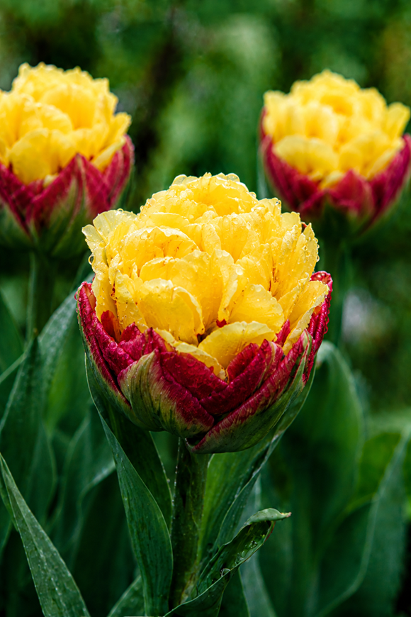 Tulipa Ice Cream Lemon