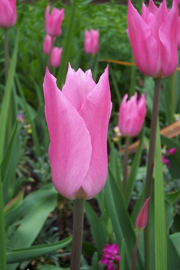 Tulipa Mariette