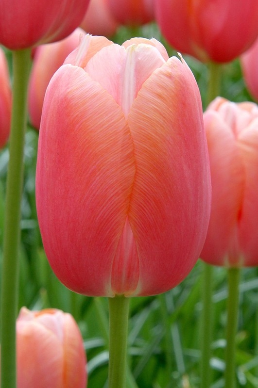 Tulipa Menton