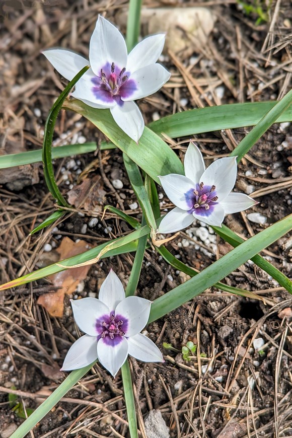 Tulipa hum.var.pul.Alba Coerulea Oculata