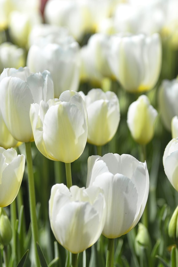Tulipa White Flag