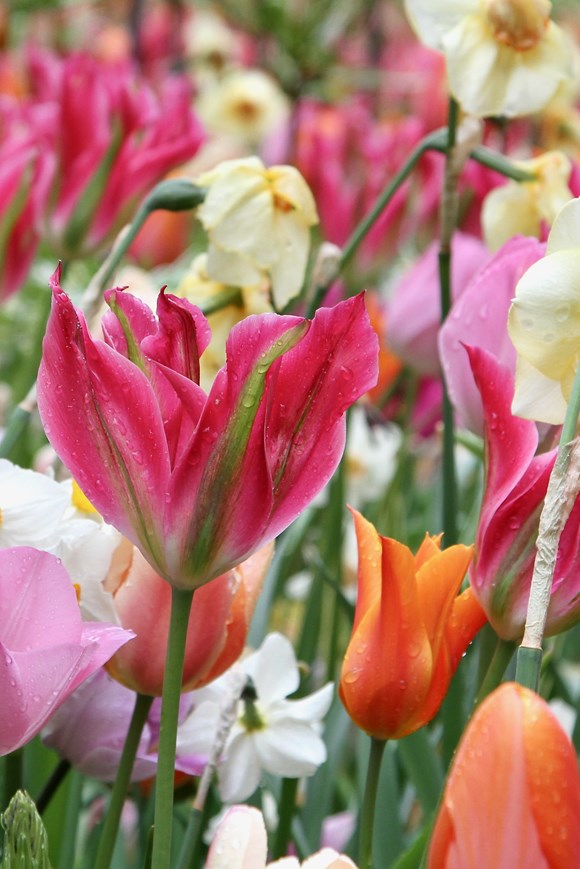 Tulipa Virichic