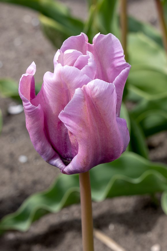 Tulipa Blue Parrot