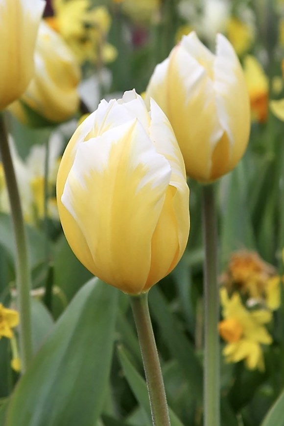 Tulipa Sweetheart