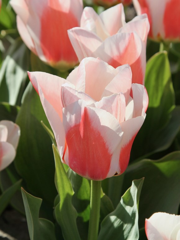 Tulipa Willem van den Akker