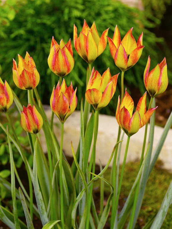 Tulipa orphanidea Flava