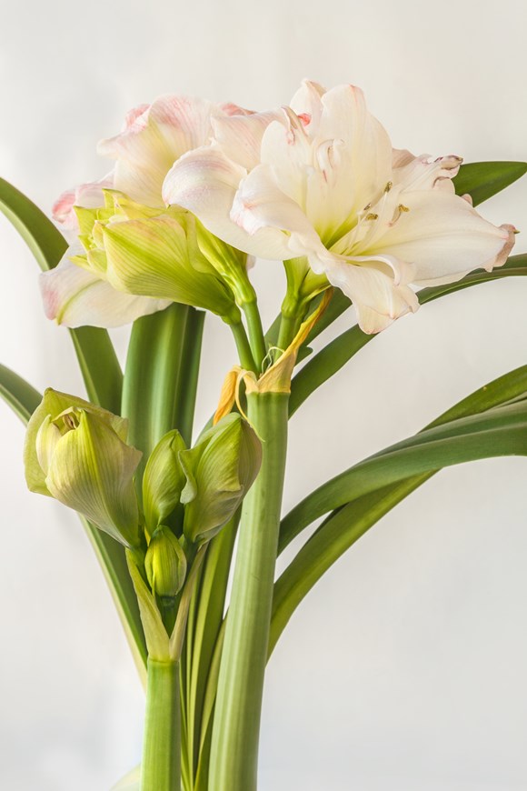 Hippeastrum Amadeus Candy