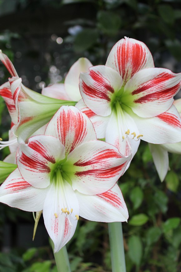 Hippeastrum Ambiance