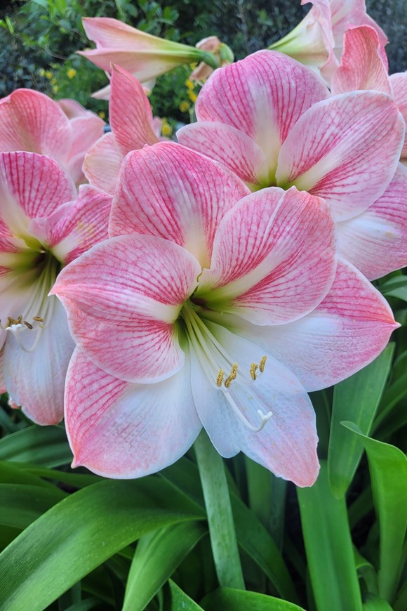 Hippeastrum Apple Blossom