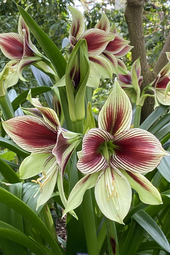 Hippeastrum Papillio