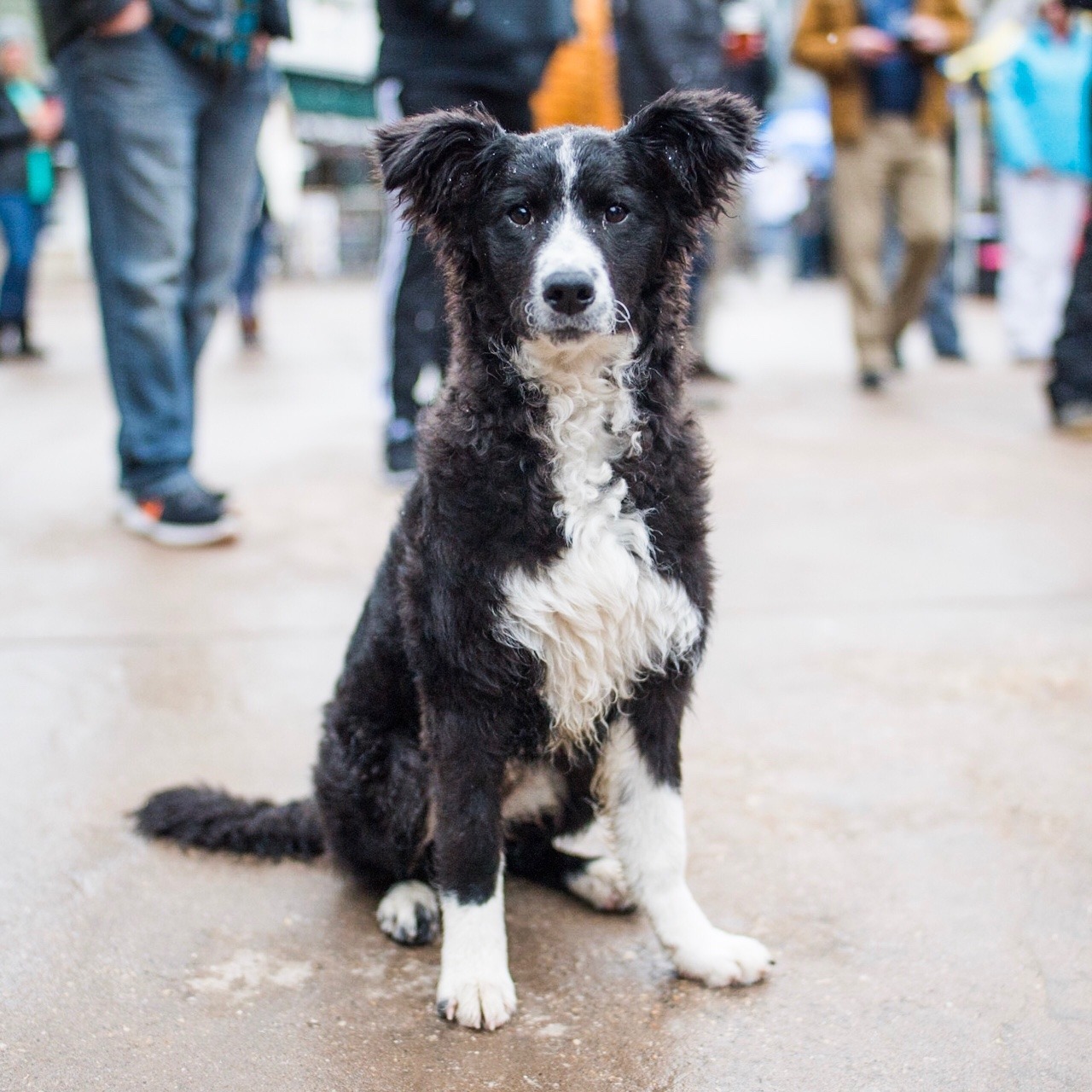Charitybuzz Private Dog Photoshoot With Social Media Personality The