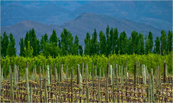 Charitybuzz: Argentina Wine Country Experience at the Vines of Mendoza