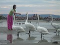 jviki